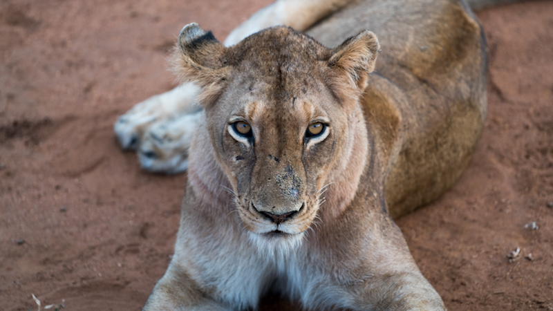 lioness