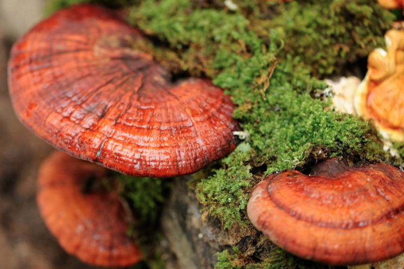 reishi