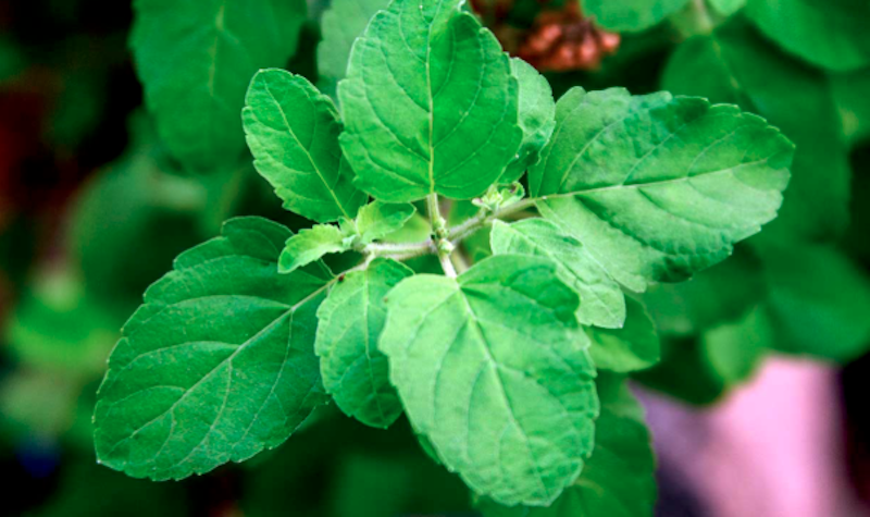 tulsi