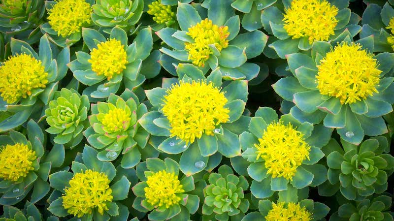 rhodiola